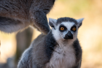 Lemur