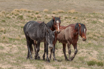 Fototapeta premium Trio