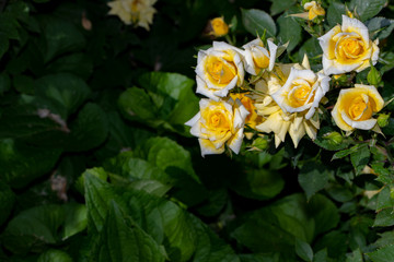 Flower close up 