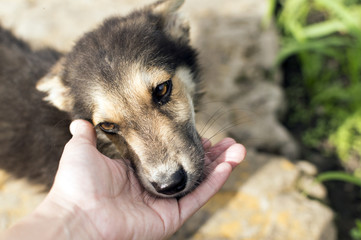 the hand of a man caresses a mongrel puppy