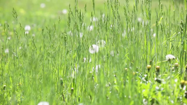 establishing shot of outdoor natural green field with dandelions moved by wind in sunny summer day with focus rack change