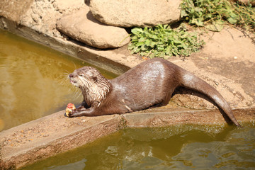 Fressender Otter
