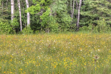 Fototapeta premium Superior National Forest is located in Minnesota