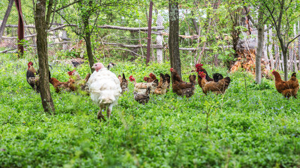 White turkey (meleagris-gallopavo) bird in the garden