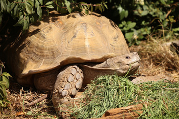 Obraz premium Fressende Riesenschildkröte