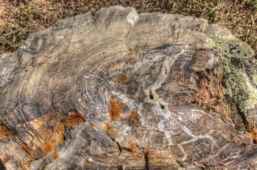Petrified Fossil Wood found in the Badlands of South Dakota
