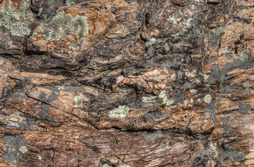 Petrified Fossil Wood found in the Badlands of South Dakota