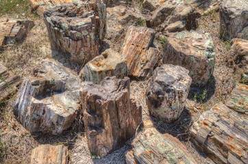 Petrified Fossil Wood found in the Badlands of South Dakota