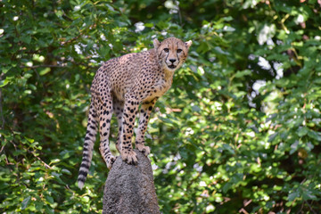 Cheetah Perched on a Rock