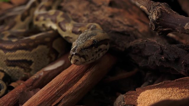 Closeup footage of a young African Rock Python in a natural background.