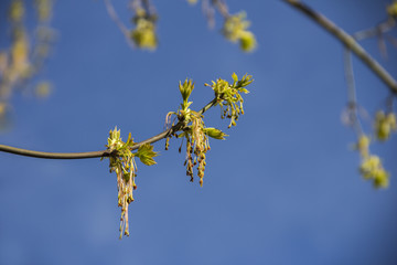 Spring blossoming of the ash-leaved maple tree, Acer negundo, close up shot against blurry branches and sky background