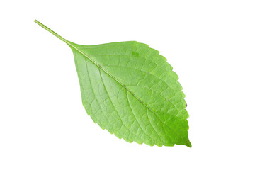 Fresh green basil leaf isolated  on white background.