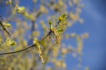 Spring blossoming of the ash-leaved maple tree, Acer negundo, close up shot against blurry branches and sky background