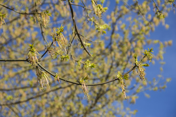 Spring blossoming of the ash-leaved maple tree, Acer negundo, close up shot against blurry branches and sky background