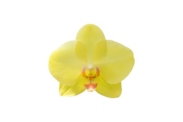 Naklejka na ściany i meble Yellow orchid flower isolated on white background.
