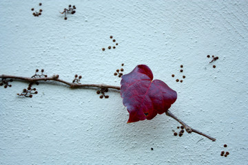 Romance Leaf