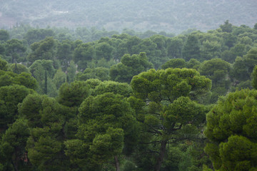 Greek Forest