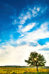 Obraz premium tree in a meadow