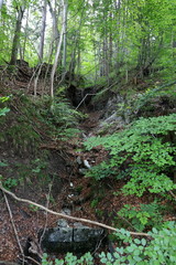 On shady slopes of the Alps it is possible to see the real wild nature.