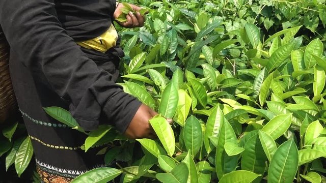 Green Fresh Tea Leaves at Organic Tea Plantation in Assam, India