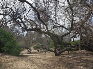 tree desert