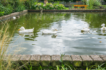white tufted ducks swimming in the pond
