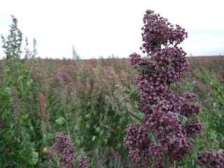 QUINOA FIELDS FLOWER