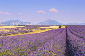 Fototapeta na wymiar France, landscapes of Provence: Harvest lavender fields