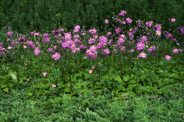 Anemone hupehensis var. japonica Pamina / Anemone hybrida