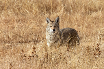 Coyote in field at Bosque del Apache National Wildlife Refuge, San Antonio, New Mexico