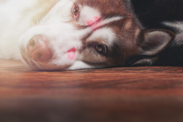 Dog with red lipstick marks from kissing on the face . Portrait of Siberian husky lying on the floor.