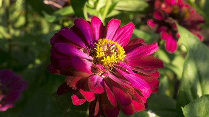 Red flower on a background of green foliage, close-up, blurred bokeh background