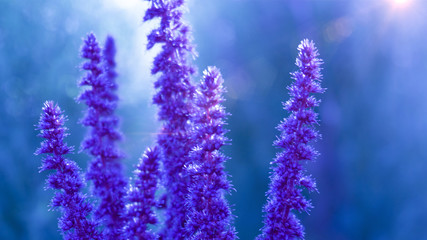 Fototapeta premium Violet flower on a background of green foliage, close-up, blurred bokeh background. Vegetable macro background