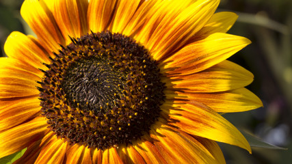 Obraz premium Sunflower close-up, bright and orange, sunlight