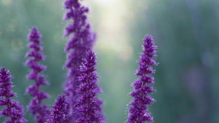 Obraz premium Violet flower on a background of green foliage, close-up, blurred bokeh background. Vegetable macro background