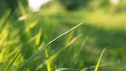 Green grass, sunlight, macro, blur background bokeh