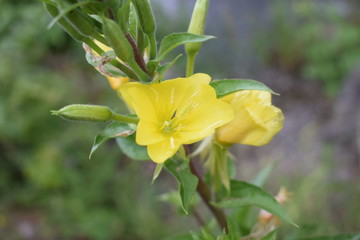 Kwitnący wiesiołek © Anna