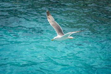 Seagull flying over bright blue water surface, soaring with its wings spread