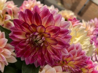 Dahlia