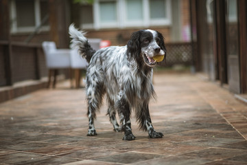 Adorable dog, an english setter, playing with a tennis ball in an urban outdoor area