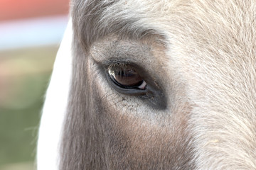 Domesticated Donkey - Equus africanus asinus