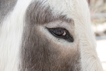 Domesticated Donkey - Equus africanus asinus