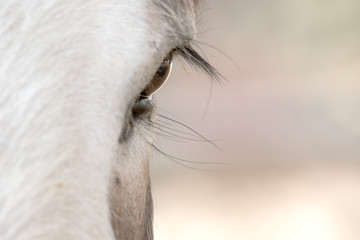 Domesticated Donkey - Equus africanus asinus