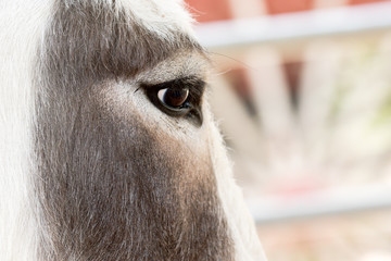 Domesticated Donkey - Equus africanus asinus