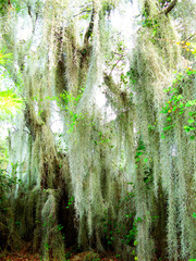 Large Tree with Hanging Moss
