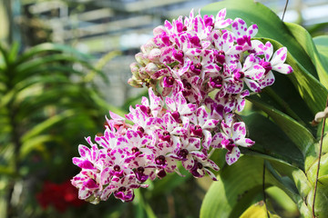 Rhynchostylis gigantea purple with botch white color blooming.