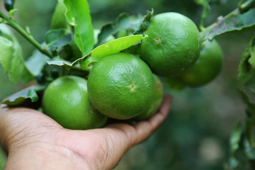 Lime fruits on tree,holding in hand.