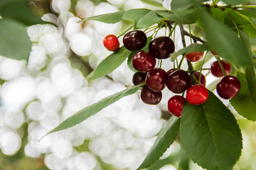 Obraz premium Cherry in a garden