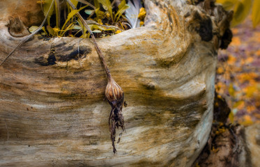 Autumn natural background. An old stump.  Natural wood texture with a withered flower. Space for text. Selective focus.