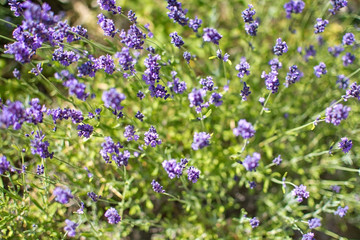 Obraz premium Purple lavender blossoming
